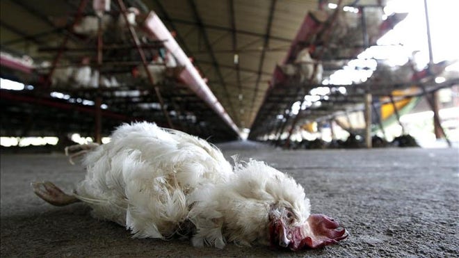 dead bird mexico flu.JPG